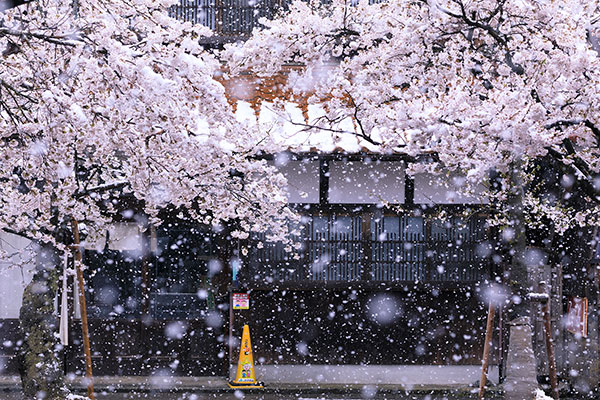 優秀賞　　Yoshiko Anbeさんの作品　「雪桜散る」