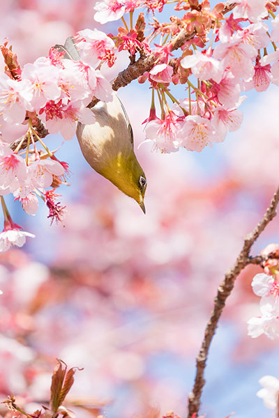 優秀賞　　近藤 浩紀 / Hiroki Kondoさんの作品　「次はあの桜にしよう！」